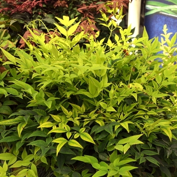 Nandina domestica - 'Lemon Lime' Heavenly Bamboo