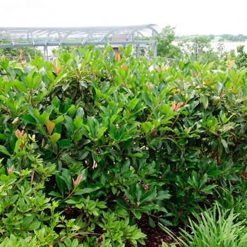 Eriobotrya x coppertone - Loquat