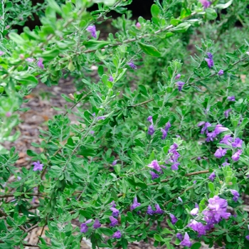 Leucophyllum langmaniae - 'Rio Bravo' Texas Ranger