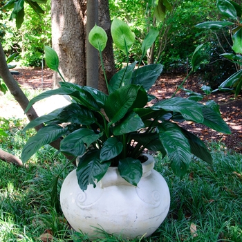 Spathiphyllum wallisii - Peace Lily