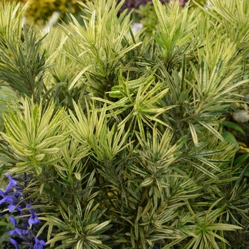 Podocarpus macrophyllus - 'Roman Candle&trade;' Yew Pine