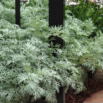 Artemisia - 'Powis Castle' Wormwood