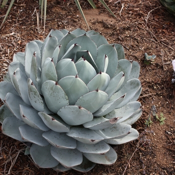 Agave parryi - 'truncata' Artichoke Agave