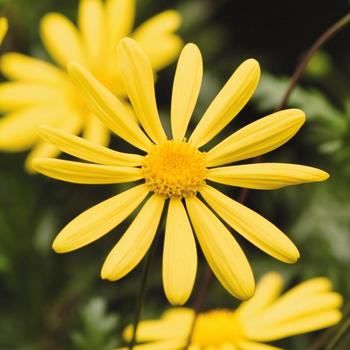 Euryops pectinatus - 'Viridis' Golden Daisy Bush