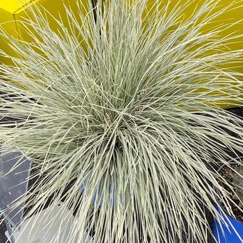 Lomandra longifolia - 'Arctic Frost' Mat Rush