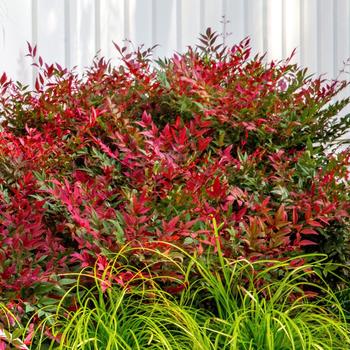 Nandina domestica - Obsession&trade;