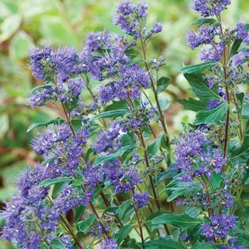Caryopteris x clandonensis - 'Blue Mist'