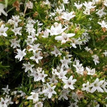 Myoporum parvifolium - Creeping Myoporum