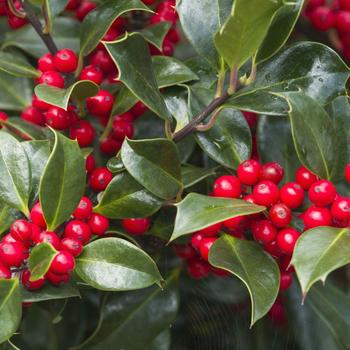 Ilex vomitoria - 'Stoke's Dwarf' Dwarf Yaupon Holly
