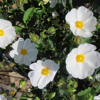 Cistus x corbariensis - White Rockrose