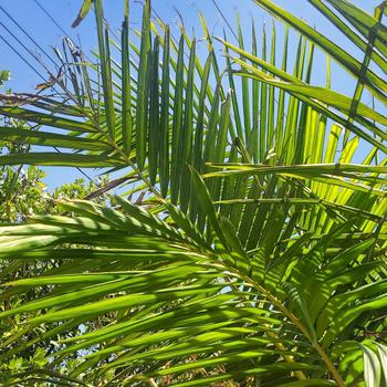 Archontophoenix cunninghamiana - King Palm