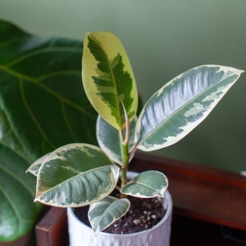 Ficus elastica - 'Decora' Rubber Tree
