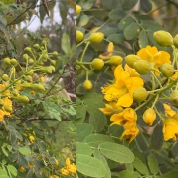 Caesalpinia mexicana - Mexican Bird of Paradise