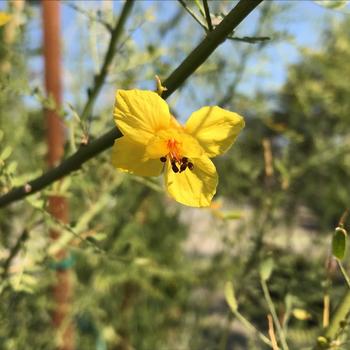 Cercidium - 'Desert Museum' Palo Verde