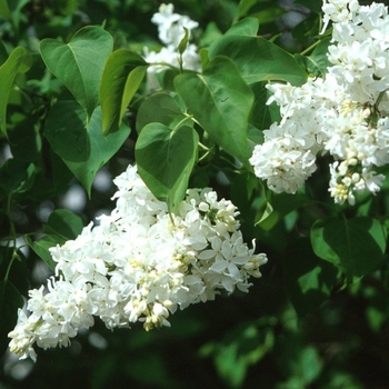 Syringa vulgaris var. alba - Common Lilac