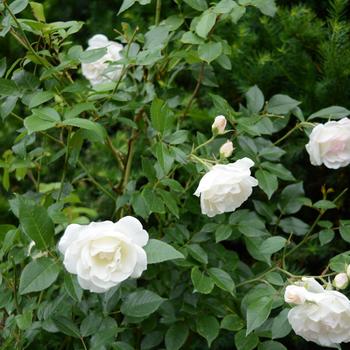 Rosa - 'Iceberg' Shrub Rose