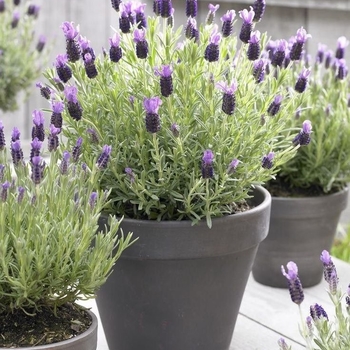 Lavandula dentata - 'Variegata' French Lavender