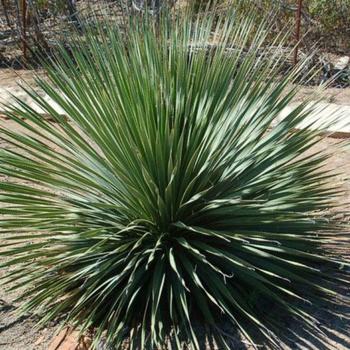 Dasylirion wheeleri - Desert Spoon