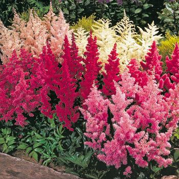 Astilbe - Assorted, False Spirea