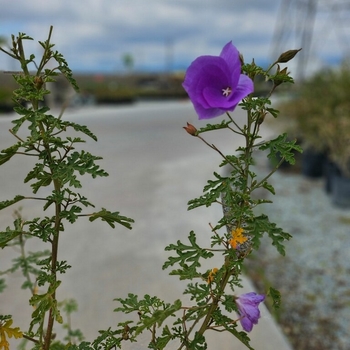 Alyogyne huegelii - Blue Hibiscus