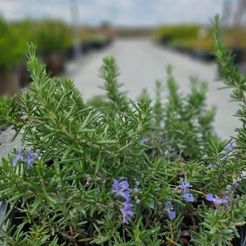 Rosmarinus officinalis horizontalis - Trailing Rosemary