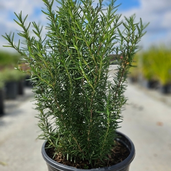 Rosmarinus officinalis - Upright Rosemary