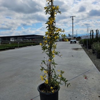 Gelsemium sempervirens - Carolina Jessamine