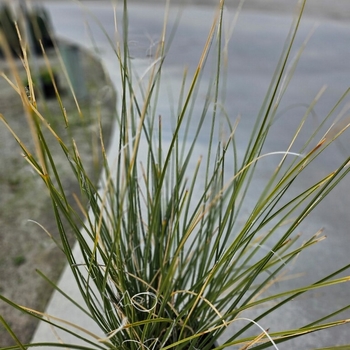 Dasylirion longissimum - Mexican Grass Tree