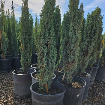 Cupressus sempervirens - 'Tiny Tower&reg;' Italian Cypress