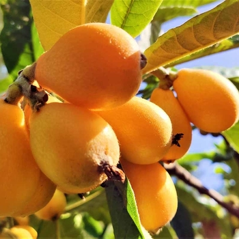 Eriobotrya japonica - Loquat