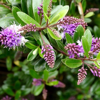 Hebe speciosa - 'Veronica Lake'