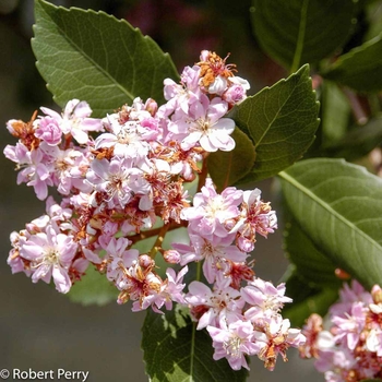Rhaphiolepis - 'Majestic Beauty&reg;' Indian Hawthorn