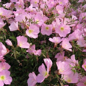 Oenothera speciosa var. berlandieri - Evening Primrose
