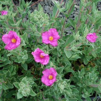Cistus x pulverulentus - 'Sunset' Rock Rose