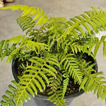Alsophila australis - Australian Tree Fern