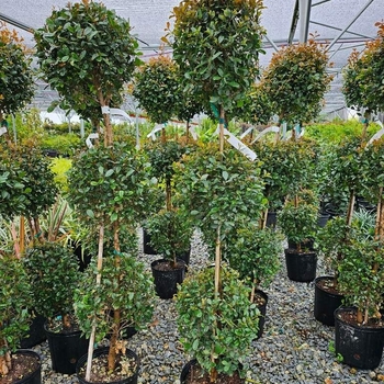 Eugenia myrtifloia - 'Monterey Bay' Brush Cherry