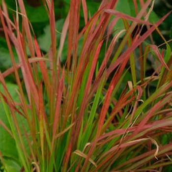 Imperata cylindrica - Japanese Blood Grass