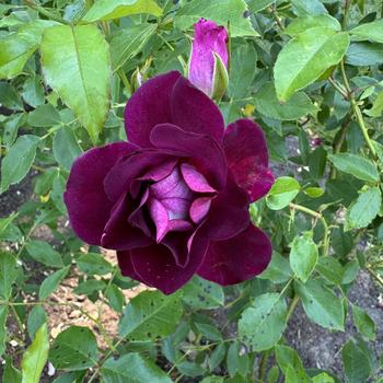 Rosa - 'Burgundy Iceberg&trade;' Shrub Rose (Also available in Red)