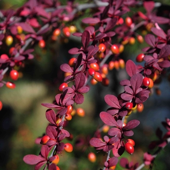 Berberis thunbergii - Japanese Barberry