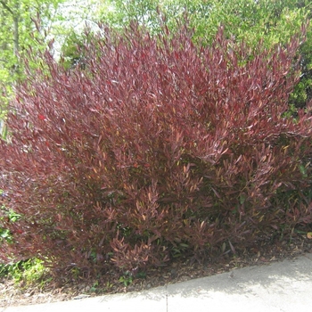 Dodonaea viscosa - 'Purpurea' Purple-leafed Hop-bush
