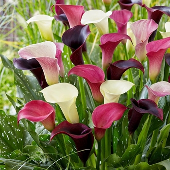 Zantedeschia aethiopica - Calla Lily COLORS