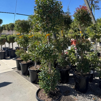 Eugenia myrtifloia - Brush Cherry 3 - Tier