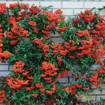 Pyracantha - Firethorn Pyracantha STK