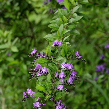 Duranta erecta - Brazilian Sky Flower