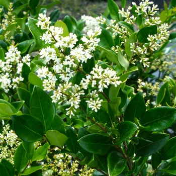 Ligustrum japonicum - 'Texanum' Japanese Privet