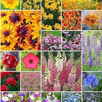 Mixed Varieties - premium Perennial Flowers