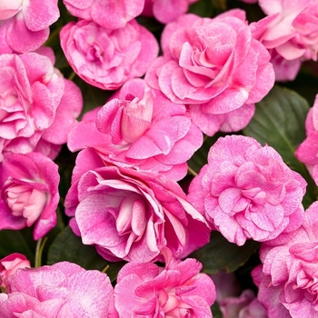 Impatiens walleriana - Double Impatiens, Mixed Colors