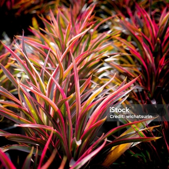 Cordyline australis - Assorted Color Cordyline