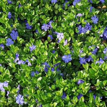 Vinca minor - Dwarf Periwinkle