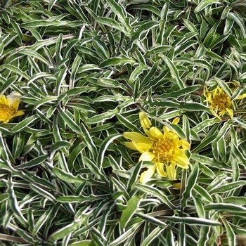 Dymondia margaretae - Silver Carpet